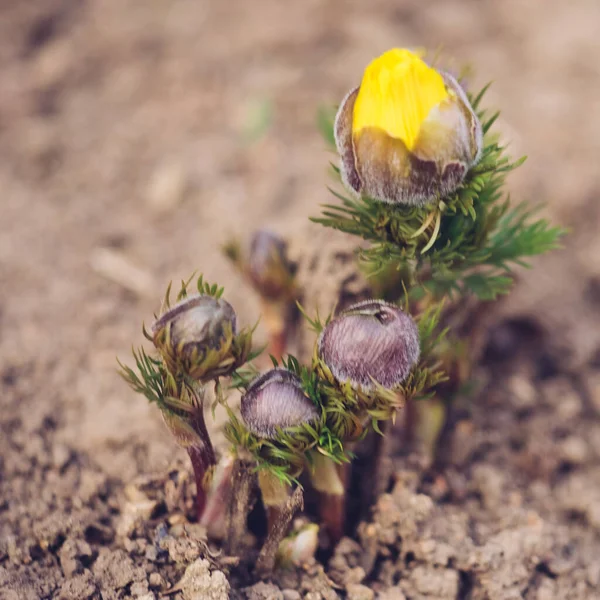 Baharın Bahçesinde Büyüyen Küçük Sarı Çiçek — Stok fotoğraf
