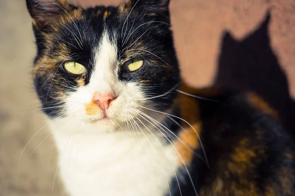 Tricolor Katt Ansikte Närbild Solig Utomhus Närbild Sällskapsdjur Porträtt — Stockfoto