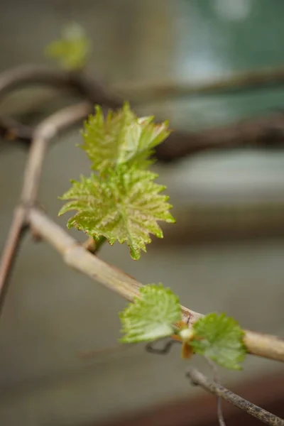 Hojas Uva Jóvenes Crecen Jardín Primavera Rama —  Fotos de Stock