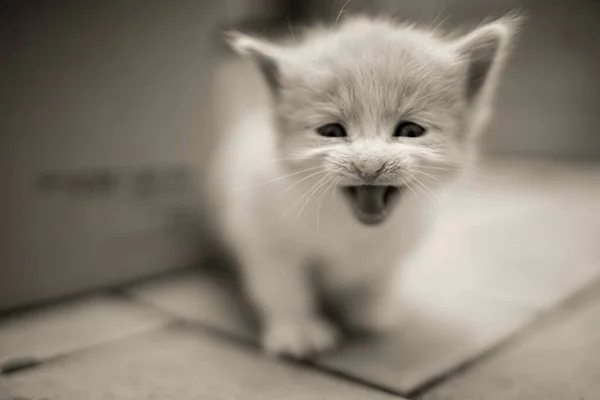 Miauen Kätzchen Porträt Freien Lustige Haustiere — Stockfoto