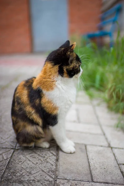 Kitty Tricolore Assis Sur Sol Pierre Dans Jardin Printemps Animaux — Photo