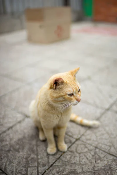 かわいい黄色い猫が通りに座っている — ストック写真