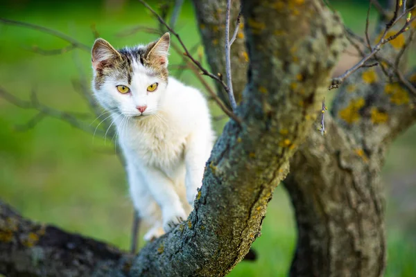 Nyfiken Vit Katt Jagar Ett Träd Porträtt Tamkatt Naturen — Stockfoto