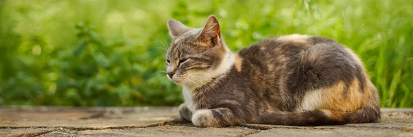 庭の素敵な灰子猫の肖像画 背景緑の草 — ストック写真