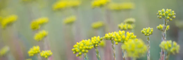 Campo Pequeñas Flores Silvestres Amarillas Con Bokeh Bellísimo — Foto de Stock
