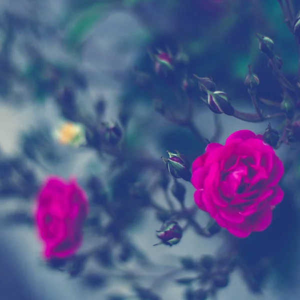 Strauch Von Leuchtend Rosa Rosen Wachsen Garten Magenta Rosa Blüten — Stockfoto