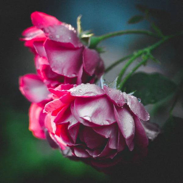 Rosa Rosen Wachsen Dunklen Garten Magentafarbene Blumen Blühen — Stockfoto