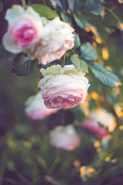Saftiger Strauch Blassrosa Rosen Der Garten Wächst — Stockfoto
