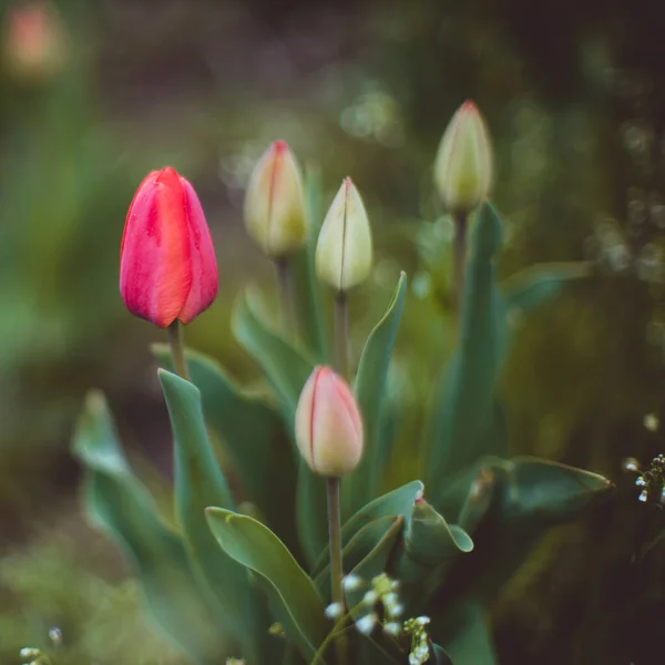 Rosa Und Grüne Tulpen Wachsen Einem Frühlingsgarten — Stockfoto