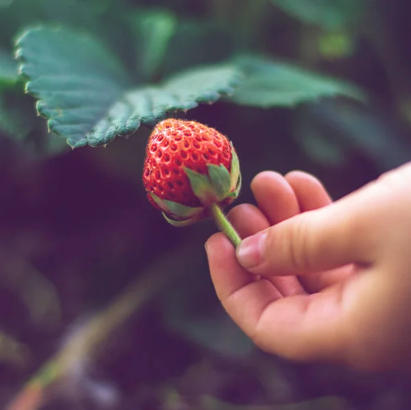 Babyhand Hält Eine Reife Erdbeere Garten — Stockfoto