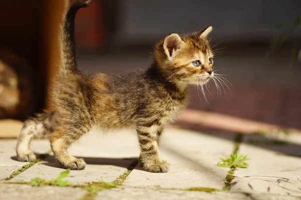 黑暗的胖胖的小猫第一次在阳光灿烂的街上散步 — 图库照片