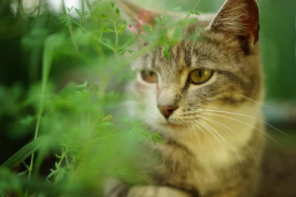 Krásná mladá kočka odpočívá a užívá si květin na zahradě — Stock fotografie
