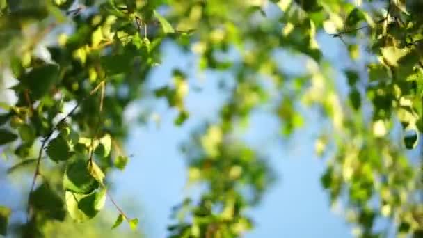 Young birch leaves sway on the branches in the spring garden. Selective focus on a background of blue sky. — Stock Video