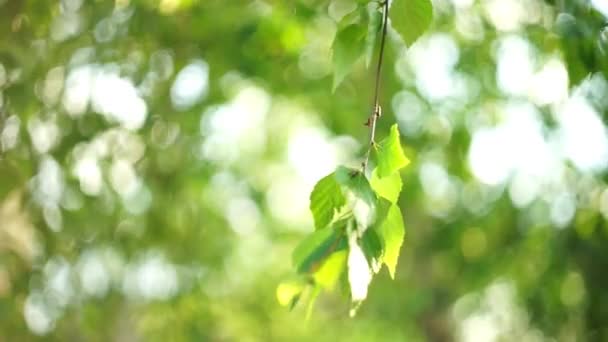 Birch tree branch with green leaves sway in the wind. Selective soft focus, art green bokeh — Stock Video