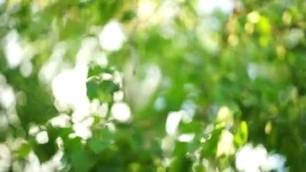 Vista general de un abedul con hojas verdes balanceándose en el viento. Foco suave selectivo, fondo de follaje de arte verde . — Vídeo de stock