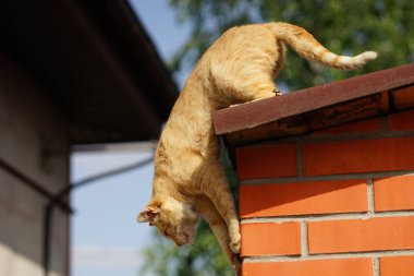 Kızıl kedi kırsal çatıdan atlamaya hazır.