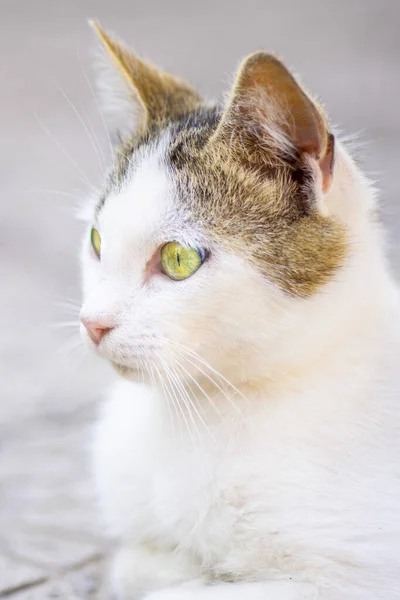 Weiße Katze Mit Braunen Flecken Der Haarfarbe Gesichtsaufnahme Sommergarten — Stockfoto