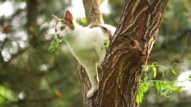 Meraklı beyaz kedi ağaçta avlanır. Evcil bir kedinin portresi.