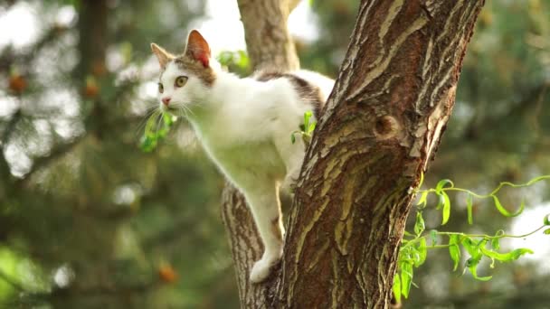 Meraklı Beyaz Kedi Ağaçta Avlanır Evcil Bir Kedinin Portresi — Stok video