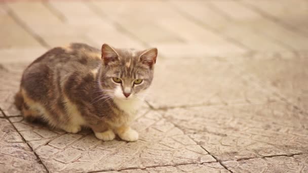 Красивая Трехцветная Ясень Кошка Покоится Старом Каменном Тротуаре — стоковое видео