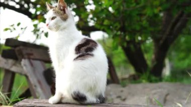 Meraklı beyaz kedi ağaçta avlanır. Evcil bir kedinin portresi.