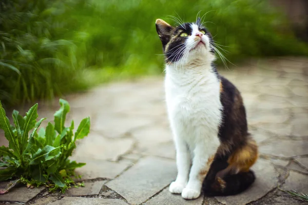 Charmig Tricolor Katt Med Stor Vibriss Sitter Våren Gård Och — Stockfoto