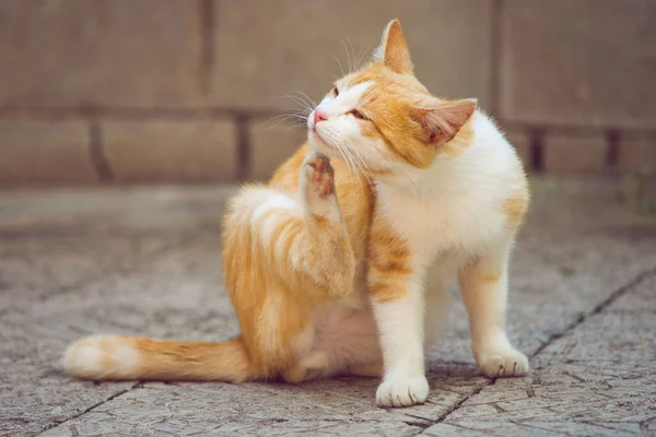 Ginger white cat paw scratches behind the ear outdoors. Fleas and ticks in domestic animals