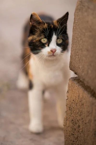 Dreifarbige Katze Mit Grünen Augen Spioniert Die Ecke Des Hauses — Stockfoto