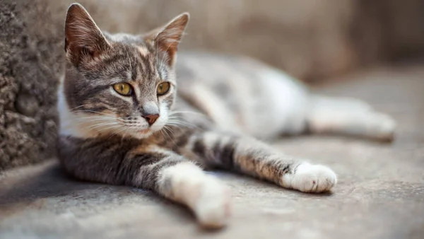 Szép hamu szürke macska pihenni a kő padlón szabadban. — Stock Fotó