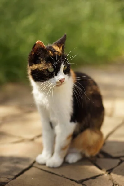 Carino gatto tricolore con vibrissa lunga soffice o baffi si siede in — Foto Stock