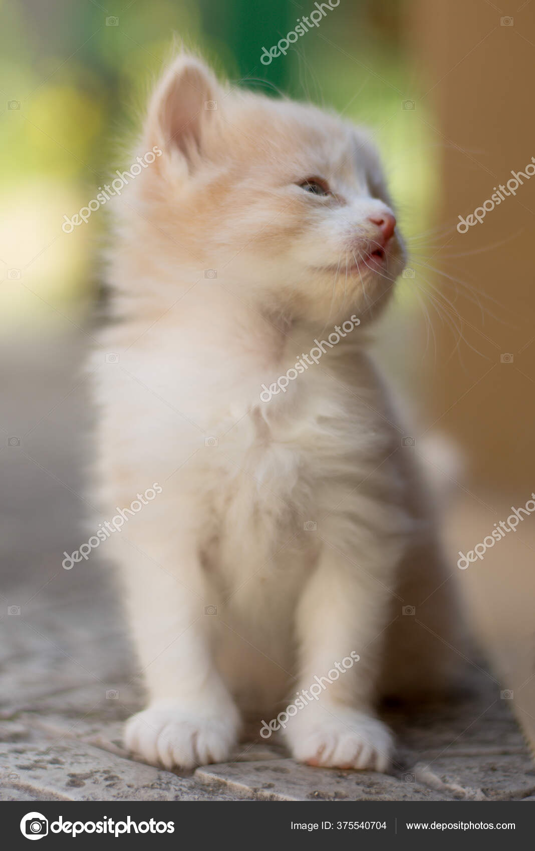 Photos De Le Chaton Albinos Images De Le Chaton Albinos Depositphotos