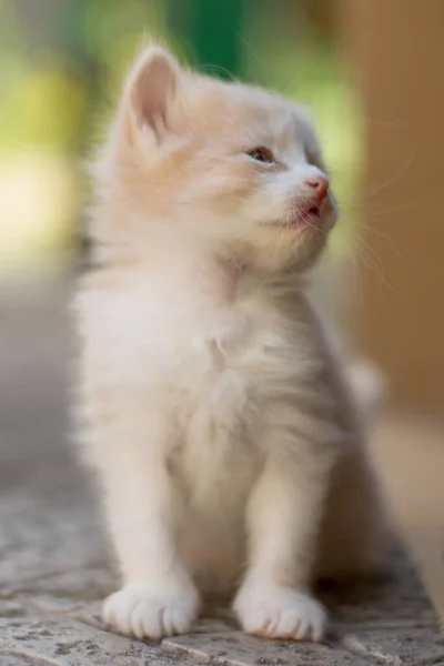 Бежевый белый пушистый котенок сидит снаружи на каменном полу . — стоковое фото