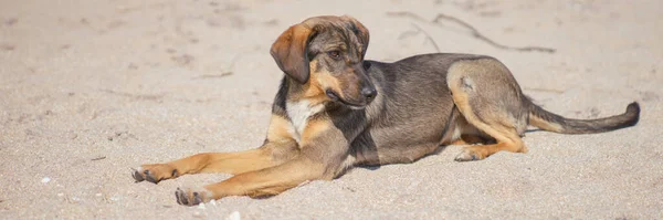 Jonge bruine hond rust op het zandstrand — Stockfoto