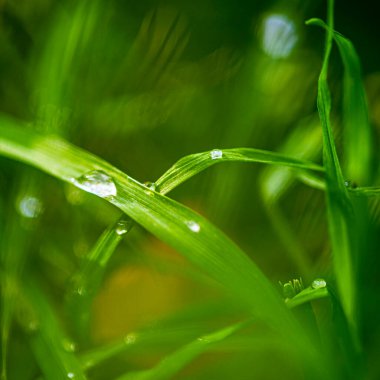 Yeşil çimenlere su damlaları, makro fotoğraf.