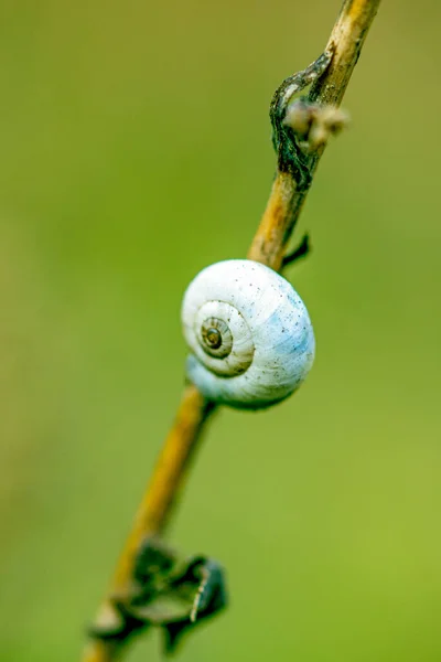 小蜗牛挂在绿色背景的干树枝上 — 图库照片
