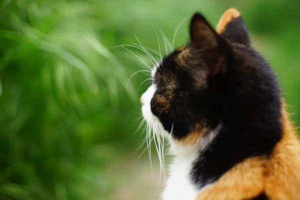 Trójkolorowy kot głowa zbliżenie, widok z boku w ogrodzie. — Zdjęcie stockowe