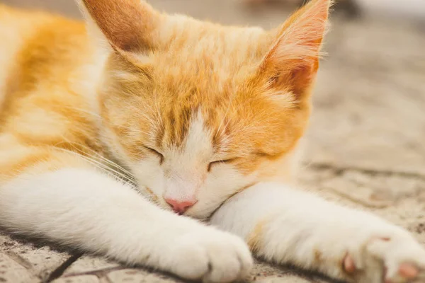 Ginger Biały Kot Spać Zewnątrz Kamiennej Podłodze — Zdjęcie stockowe