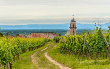 Kırsal çiftlik parça bir yaz üzüm bağı aracılığıyla