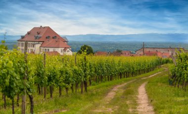 Kırsal çiftlik parça bir yaz üzüm bağı aracılığıyla