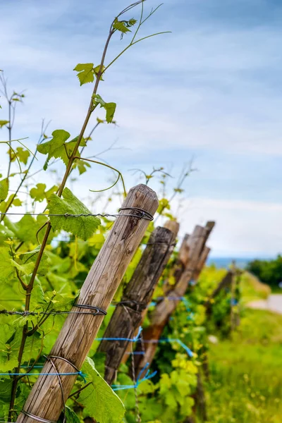 Close up on the poles supporting trellised vines — Stock Photo, Image