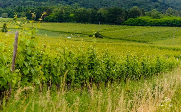 Lommerrijke groen trellised wijnstokken op een wijngoed — Stockfoto
