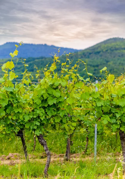 Blattgrüne Spalierranken in einem Weingut — Stockfoto