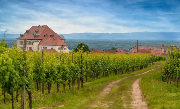 Kırsal çiftlik parça bir yaz üzüm bağı aracılığıyla