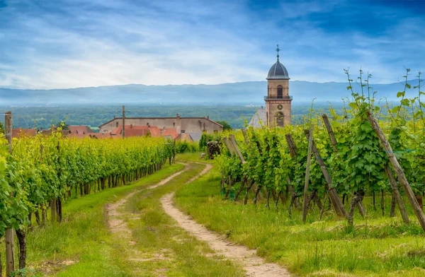 Ländlicher Wirtschaftsweg durch einen Sommerweinberg — Stockfoto