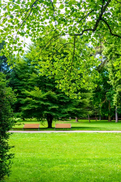 İki yanında bir yol ya da geçit yapraklı yeşil ağaçlar ile bir sakin yemyeşil bahar parkta rustik ahşap banklar boş