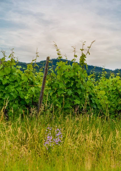 Leafy green trellised vines in a winery — Stock Photo, Image