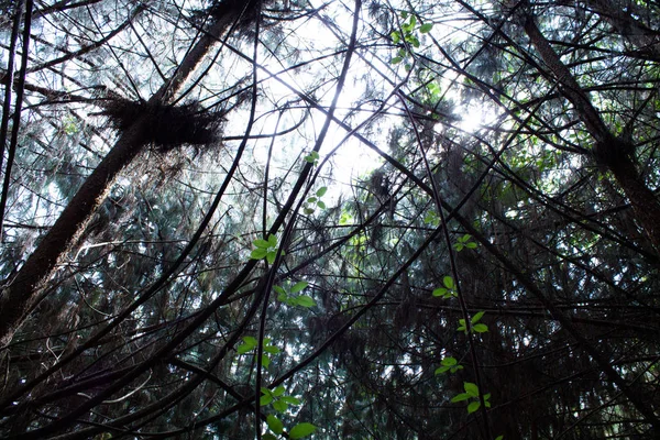 Gün boyunca Kolombiya orman