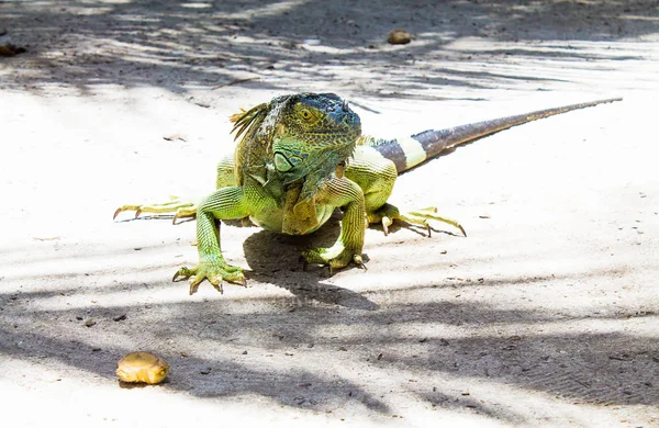 Fantastiska Iguana i Johnny Cay Island - Colombia — Stockfoto