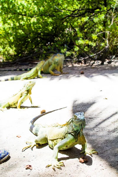 Úžasné Iguana v Johnny Cay Island - Kolumbie — Stock fotografie