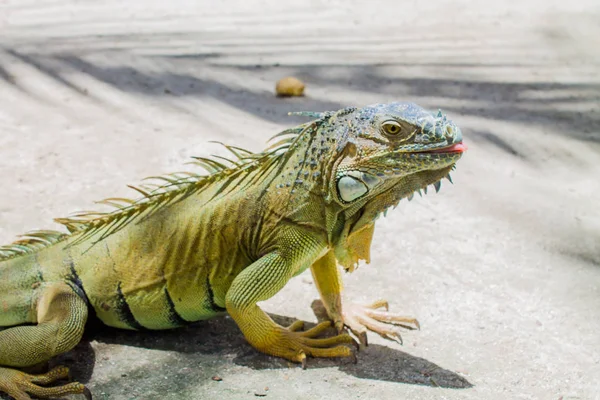 Fantastiska Iguana i Johnny Cay Island - Colombia Stockbild